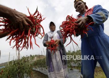 Petani Cabai: Harga Turun Akhir Bulan