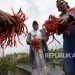 Petani Cabai: Harga Turun Akhir Bulan