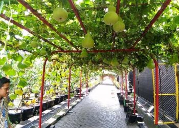 Karang taruna se-DKI Jakarta dilatih kembangkan agrowisata