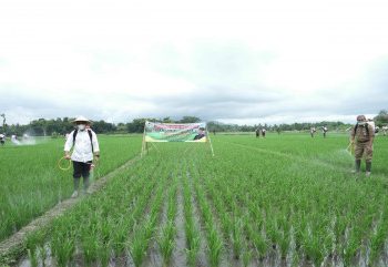 Dukung Ketahanan Pangan, Pemkab Banyuwangi Bagikan Pupuk Organik Gratis
