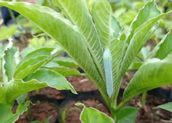 Antisipasi Serangan, Kementan Kembangkan Pestlist OPT Porang