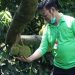 Apresiasi Buah Lokal,  Mentan Syahrul Kunjungi Kebun Durian Warso Farm