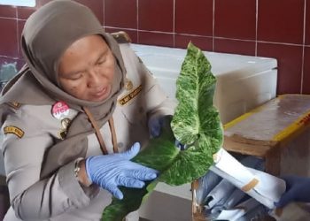 Ekspor Tanaman Hias Sulut Menggeliat ke 5 Negara