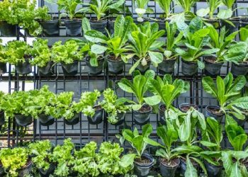 Belajar Pertanian Sekaligus Wisata Kebun di AER Ragunan