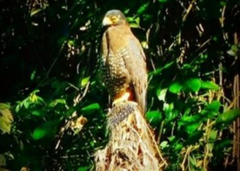 Ini Keanekaragaman Hayati di Pegunungan Sisik Naga Purbalingga