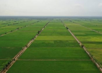 Ini Percepatan dan Rencana Aksi Peta Jalan Pengembangan Food Estate