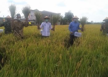 Tanam Padi Inpari 32, Jurus Jitu Bangun Ketahanan Pangan
