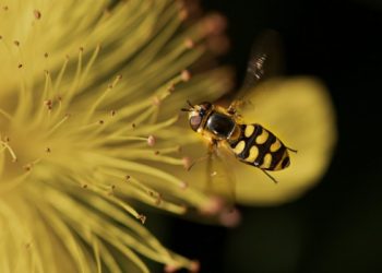 Jangan Dibunuh, 5 hewan Ini Bisa Menguntungkan Petani