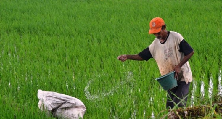 Kajian PSEKP: e-RDKK, Pupuk Subsidi Lebih Tepat Sasaran