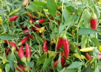 Kementan : Harga cabai akan segera pulih