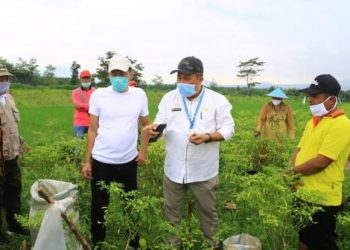 Kementan RI Segera Kembangkan Budi Daya Bawang Putih Di Kabupaten Probolinggo