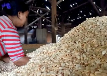 Legislator Minta BUMN Bantu Riset Tingkatkan Produktivitas Kedelai