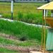 Light Trap, Jurus Jitu Petani Pandeglang Halau Hama Terbang