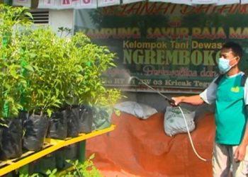 Lorong Sayur untuk Ketersediaan Pangan di Masa Pandemi