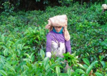 Masa Pandemi Covid-19, Sektor Pertanian Tetap Tumbuh Subur