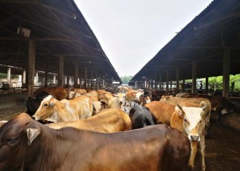 Kementan: Harga Daging Sapi di Produsen Cenderung Stabil