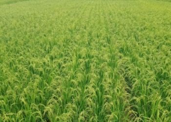 Padi Bebas Residu Jadi Harapan Baru Petani Pangandaran