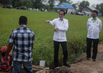 Presiden Jokowi Minta Persiapan Food Estate Selesai pada 2021