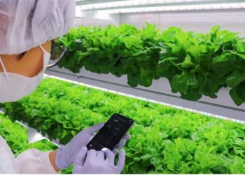 Tiga Cara Memaksimalkan Hasil Pertanian Vertikal Dalam Ruangan