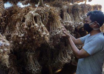 Realisasi Wajib Tanam Bawang Putih 2020 Baru 30 Persen