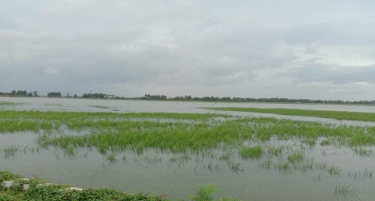Bantu petani, Kementan respon cepat atasi banjir