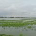 Bantu petani, Kementan respon cepat atasi banjir