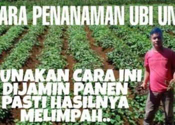 Begini Cara Menanam Tunas Ubi Ungu, Hasilnya Mantap !
