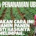 Begini Cara Menanam Tunas Ubi Ungu, Hasilnya Mantap !