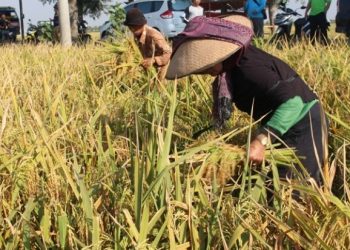 PATB Cianjur bersama PTPN VIII manfaatkan lahan perkebunan