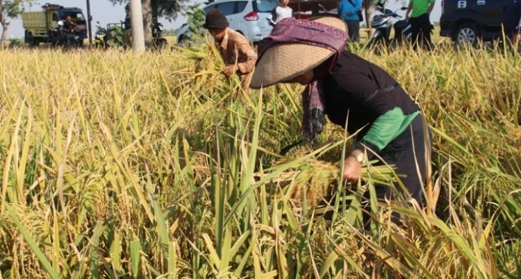 PATB Cianjur bersama PTPN VIII manfaatkan lahan perkebunan