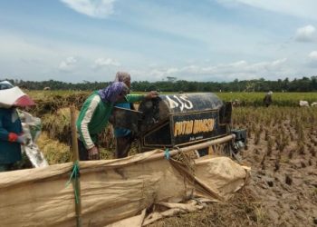 Grandong, Tradisi Panen ala Pandeglang