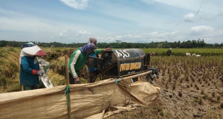 Grandong, Tradisi Panen ala Pandeglang
