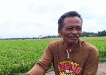 Ikuti Anjuran Tanam, Warji Rasakan Panen Memuaskan di Food Estate