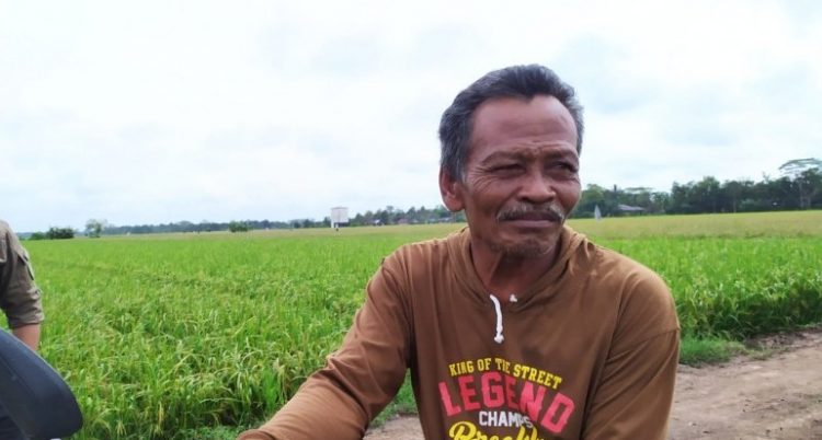 Ikuti Anjuran Tanam, Warji Rasakan Panen Memuaskan di Food Estate