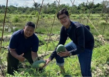 Mahasiswa Polbangtan Yoma bina petani di Sambas lewat ECOTAN