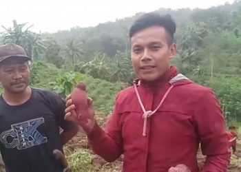 Modal Rp 5 Juta, Hasilkan Ubi Ungu Rp 70 Juta !