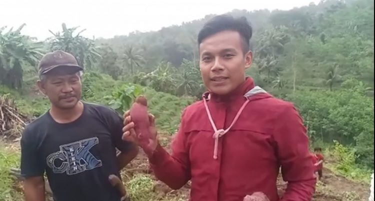 Modal Rp 5 Juta, Hasilkan Ubi Ungu Rp 70 Juta !