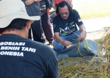 Petani : Ganti Subsidi Saprodi Menjadi Cash Transfer