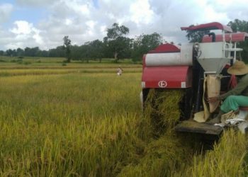 Petani Maluku Tengah Sambut Panen di Lahan PATB