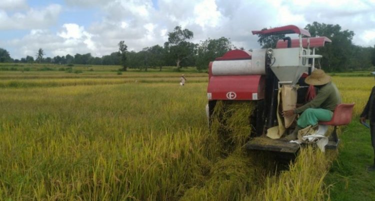 Petani Maluku Tengah Sambut Panen di Lahan PATB