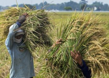 Pemerintah canangkan impor beras di tengah panen raya, petani: ‘itu menyakitkan’