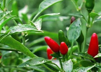 8 Tips Menanam Cabai Rawit agar Hasil Melimpah