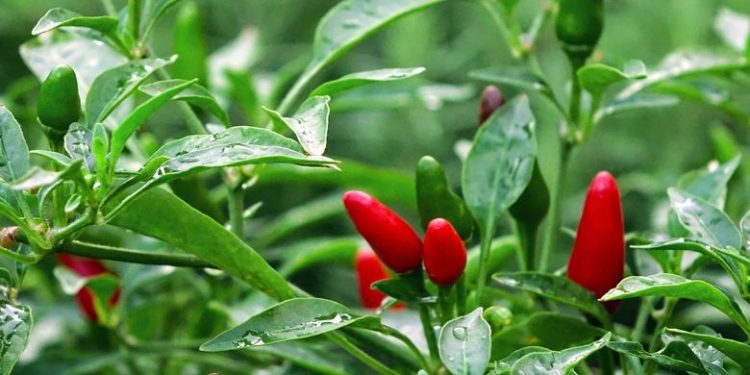 8 Tips Menanam Cabai Rawit agar Hasil Melimpah
