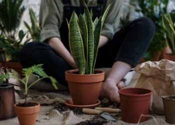 Tips Budi Daya Tanaman Hias Agar Tumbuh Indah