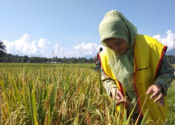 Petani di Aceh Timur beralih ke pupuk organik