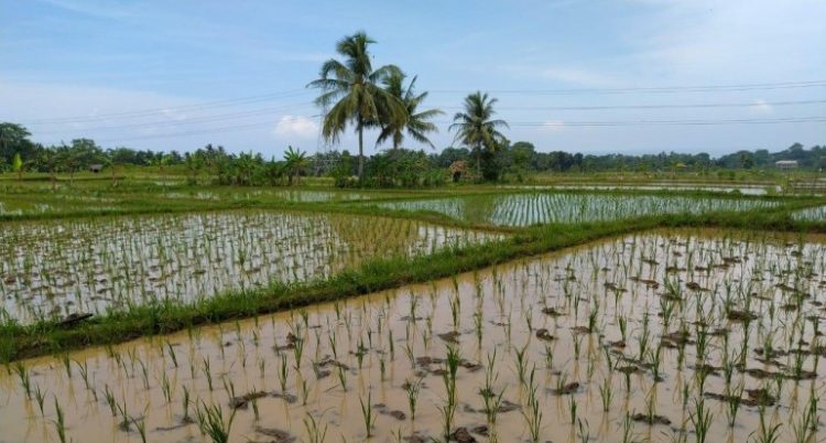 Didampingi Penyuluh, Petani Carita Terapkan IP 400