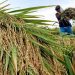 Panen di Musim Hujan, Kualitas dan Harga Gabah Menurun