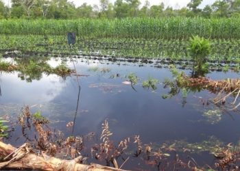 Jadwal Tanam, Minimalisir Kerugian Petani Sebangau Akibat Banjir   
