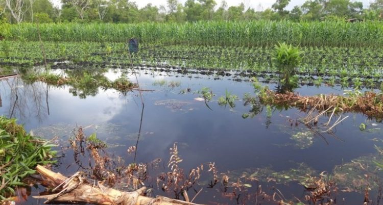 Jadwal Tanam, Minimalisir Kerugian Petani Sebangau Akibat Banjir   