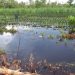 Jadwal Tanam, Minimalisir Kerugian Petani Sebangau Akibat Banjir